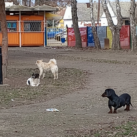 ЧОПОР ПАСА ЛУТАЛИЦА „УСЕЛИО“ И У ШКОЛСКО ДВОРИШТЕ