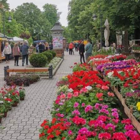 ДАНАС ОТВОРЕН ДРУГИ ПО РЕДУ ФЕСТИВАЛ ЦВЕЋА У АПАТИНУ