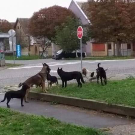 НСП: АПЕЛУЈЕМО НА НАДЛЕЖНЕ ДА РЕШЕ ПИТАЊЕ ПАСА ЛУТАЛИЦА