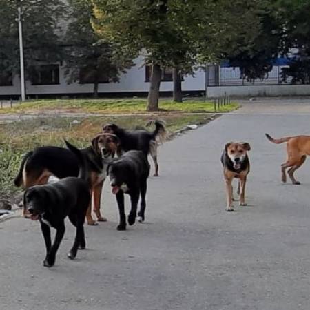 УКЛОЊЕНО 17 ПАСА ЛУТАЛИЦА