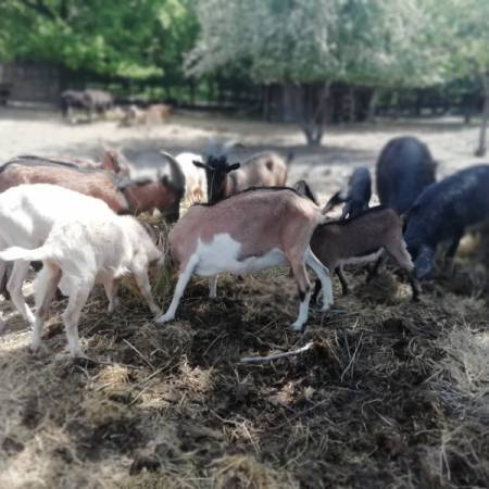 ПОКРЕНУТА ЗАНИМЉИВА ИНИЦИЈАТИВА: „ПРИРОДЊАЧКИ ЦЕНТАР“ ЗА ДЕЦУ И МЛАДЕ