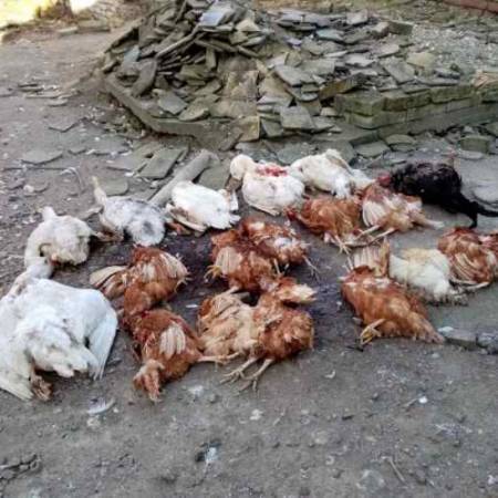 КРВАВИ БОЖИЋНИ ПИР ЧОПОРА ПАСА