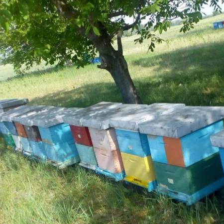 АПЕЛ СТАРИЈИХ ПЧЕЛАРА: ПУСТИТЕ НАС ДО ПЧЕЛИЊАКА, УГРОЖЕНЕ СУ НАМ ПЧЕЛЕ!