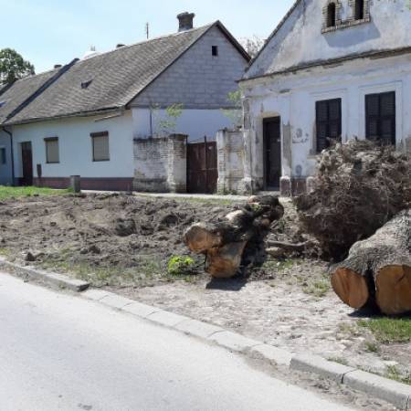 ТРАГОМ ПИТАЊА ЧИТАЛАЦА:   ЗАШТО СЕ РУШЕ ЗДРАВА СТАБЛА?