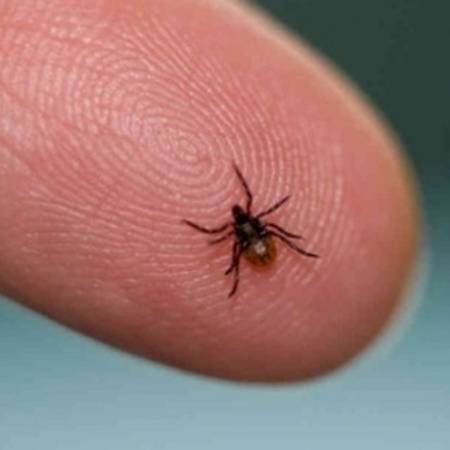 СУЗБИЈАЊЕ КРПЕЉА НА ТЕРИТОРИЈИ ОПШТИНЕ АПАТИН