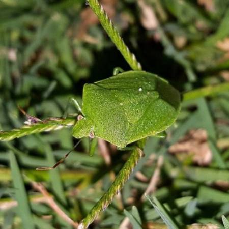 ИНВАЗИЈА СМРДИБУБА - НЕМАЈУ ПРИРОДНОГ НЕПРИЈАТЕЉА