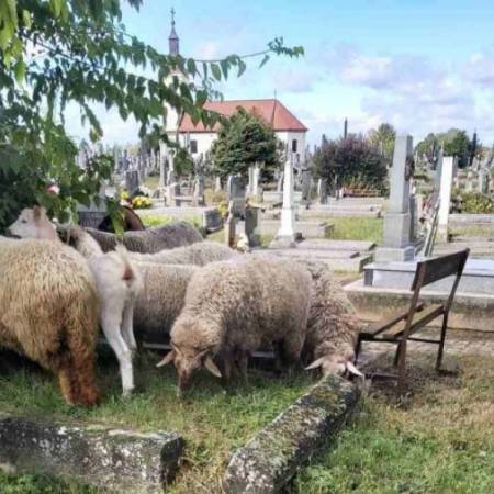 СКРНАВЉЕЊЕ СОМБОРСКОГ ПРАВОСЛАВНОГ ГРОБЉА: ОВЦЕ И КОЗЕ ПАСУ ОКО СПОМЕНИКА
