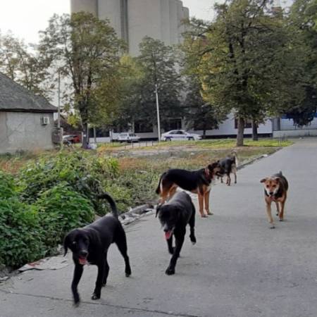 ЗА УКЛАЊАЊЕ ПАСА ЛУТАЛИЦА, ПРОШЛЕ ГОДИНЕ ПЛАЋЕНО ДВА МИЛИОНА ДИНАРА