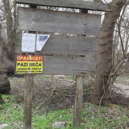 НА ПОЛУОСТРВУ СЕ ОБАВЉА САНИТАРНА, А НЕ ТОТАЛНА СЕЧА, ТВРДЕ ШУМАРИ