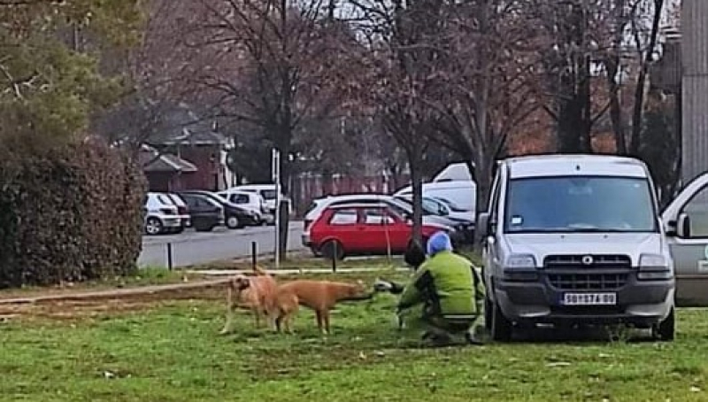 НАПУШТЕНИ ПСИ И ДАЉЕ СЕЈУ СТРАХ У ЦЕНТРУ ГРАДА, НАПАДНУТ ДЕЧАК, БЛОКИРАН ПРИЛАЗ БАНЦИ