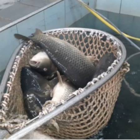 ПРОДАЈА КОНЗУМНЕ РИБЕ УПОЛА МАЊА, СИТУАЦИЈА НИКАД ГОРА