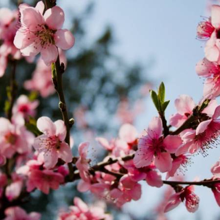 КАД НАМ СТИЖЕ ЛЕПО ВРЕМЕ?