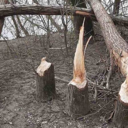 ДАБРОВИ ДЕСЕТКОВАЛИ ШУМУ ИЗА „ПЛАВЕ РУЖЕ“