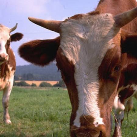 УХАПШЕНИ ОТАЦ И ДВА СИНА ЗБОГ КРАЂЕ СТОКЕ