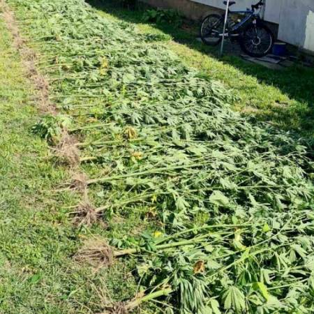 У ОКОЛИНИ КУЛЕ ОТКРИВЕН ЗАСАД ИНДИЈСКЕ КОНОПЉЕ