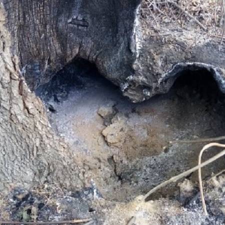 ТРАГ НЕВРЕМЕНА – ПРЕПОЛОВЉЕНО ДРВО НА РИБАРЕВУ