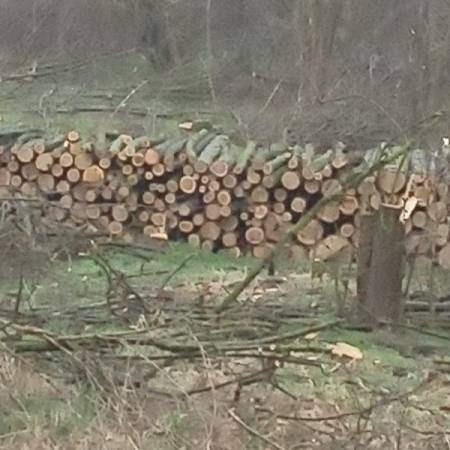 ЛОВЦИ ОЏАЧКЕ ОПШТИНЕ АПЕЛУЈУ: СПРЕЧИМО ДАЉУ СЕЧУ ШУМА У БАЧКОМ БРЕСТОВЦУ