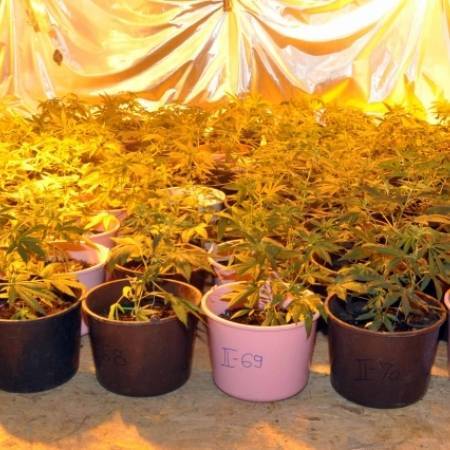 OТКРИВЕНЕ ДВЕ ЛАБОРАТОРИЈЕ ЗА ПРОИЗВОДЊУ МАРИХУАНЕ