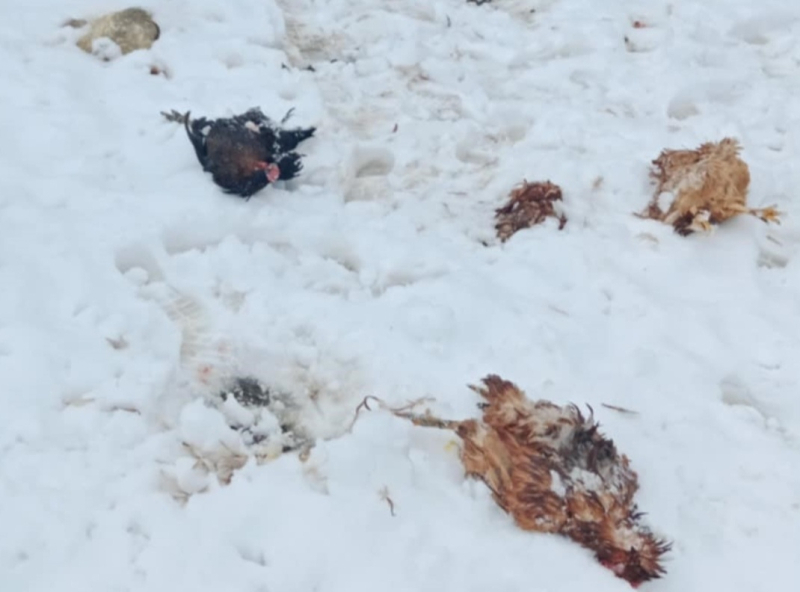 ПСИ ЛУТАЛИЦЕ НАПРАВИЛИ ПОКОЉ ЖИВИНЕ У ДВОРИШТУ ПОРОДИЦЕ БОЖИЋ У АПАТИНУ