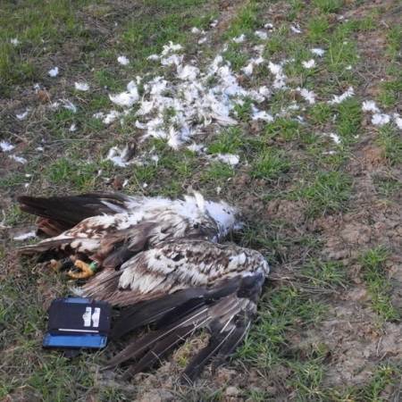 ПОНОВНО ТРОВАЊЕ ЖИВОТИЊА У СВИЛОЈЕВУ