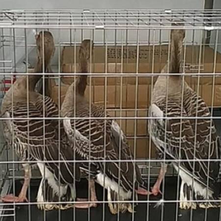 У СВИЛОЈЕВУ ЗАПЛЕЊЕНЕ ТРИ ЈЕДИНКЕ ДИВЉЕ ГУСКЕ И ЈЕДАНАЕСТ ПРИМЕРАКА ПРЕПАРИРАНИХ ЗАШТИЋЕНИХ ЖИВОТИЊА