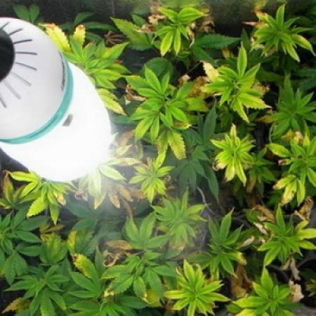 JOШ ЈЕДНО ХАПШЕЊЕ ВЛАСНИКА ЛАБОРАТОРИЈЕ МАРИХУАНЕ У СОМБОРУ