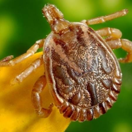 ДАНАС ПОЧИЊЕ ТРЕТИРАЊЕ КРПЕЉА НА ТЕРИТОРИЈИ ОПШТИНЕ АПАТИН