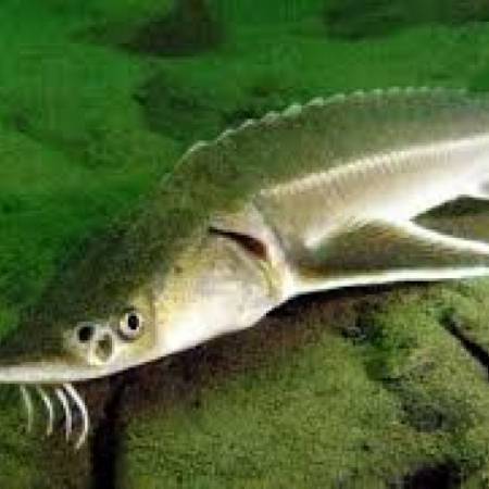 НЕЋЕМО СМЕТИ ЈЕСТИ КЕЧИГУ 5 ГОДИНА?