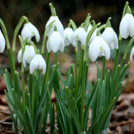 ФРУШКОГОРСКЕ ВИСИБАБЕ ПРОЦВЕТАЛЕ У АПАТИНУ